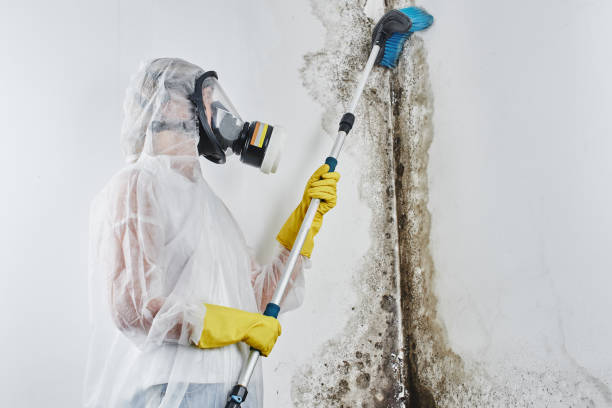 Best Localized Mold Remediation (e.g., coastal areas, humid climates) in Mead, WA