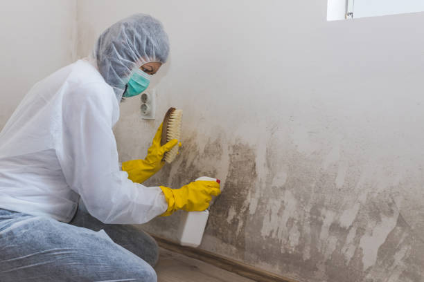 Best Health and Safety Mold Remediation in Mead, WA