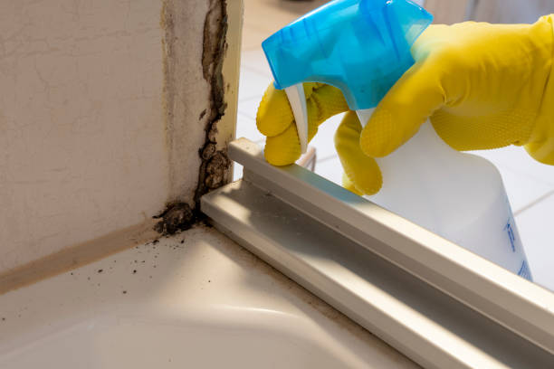 Best Insurance-Related Mold Remediation in Mead, WA