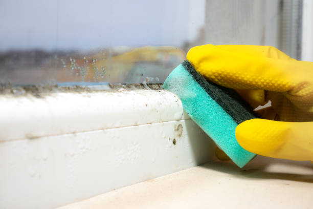 Best Basement Mold Remediation in Mead, WA