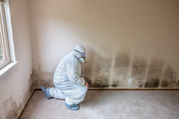 Best Commercial Mold Remediation in Mead, WA