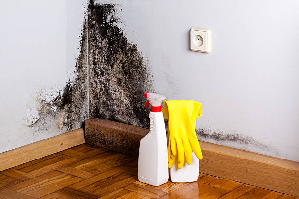 Best Emergency Mold Remediation in Mead, WA