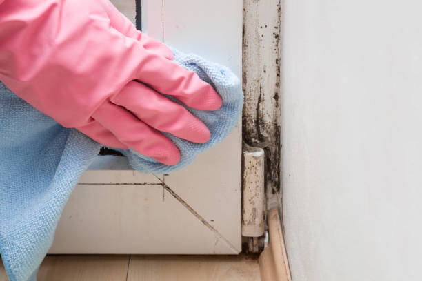 Best Industrial Mold Remediation in Mead, WA